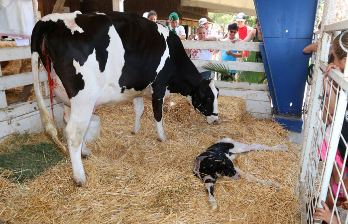 Kings Fair opens on Thursday